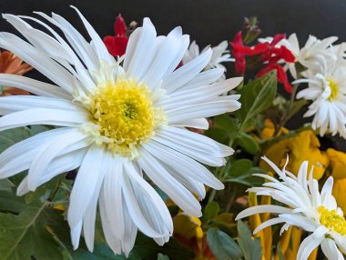 Renkli çiçekler ve yeşil yapraklar arasında açan beyaz papatyalar.