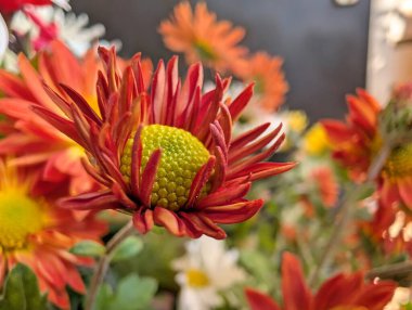 Değişik renk ve şekillerde açan canlı çiçekler.