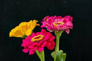 Siyah arka planda açan üç renkli çiçek.