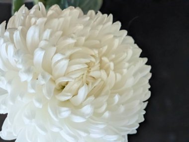 Katmanlı taç yaprakları açan beyaz çiçeğe yakın.