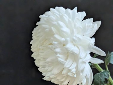 Koyu arka planda açan beyaz çiçek narin taç yaprakları sergiliyor.