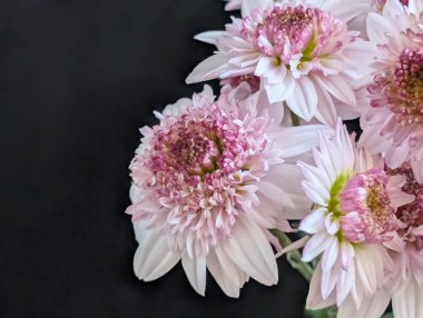 Koyu arkaplanda açan pembe çiçekler.