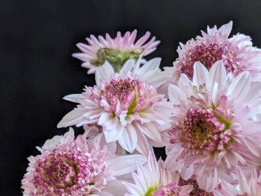 Pembe ve beyaz çiçekler siyah arkaplanda güzelce dizilmiş.