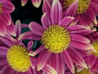 Sarı merkezleri olan canlı pembe çiçekler.