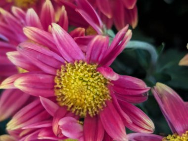 Canlı pembe çiçekler yemyeşil bahçede çiçek açıyor.