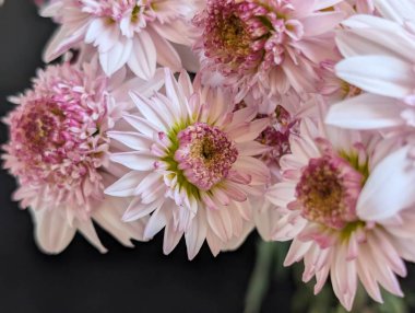 Narin yapraklar ve yeşil saplarla açan pembe çiçekler.