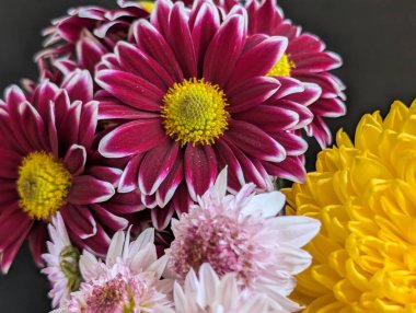 Renkli çiçekler, canlı taç yaprakları ve renklerle sıralanmış.