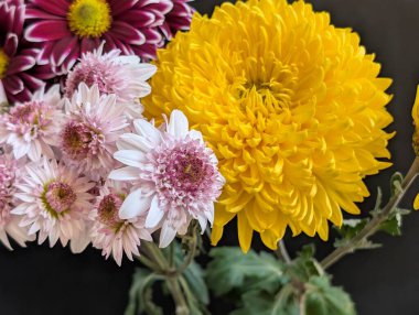 Koyu arkaplanda düzenlenmiş renkli çiçekler.