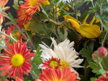 Değişik renk ve şekillerde açan canlı çiçekler.