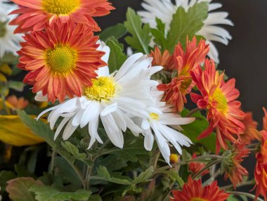 Bahçe düzeninde çiçek açan renkli çiçekler.