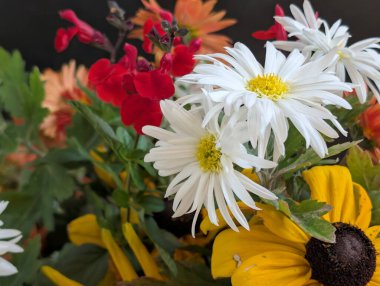 Renkli çiçekler canlı çiçeklerle çiçek açıyor.