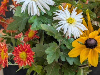 Bahçe saksısında çiçek açan renkli çiçekler.