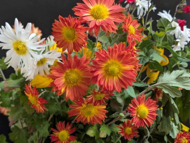 Değişik renk ve şekillerde açan canlı çiçekler.