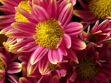 Canlı pembe çiçekler, yakın planda sarı merkezlerle çiçek açıyor.