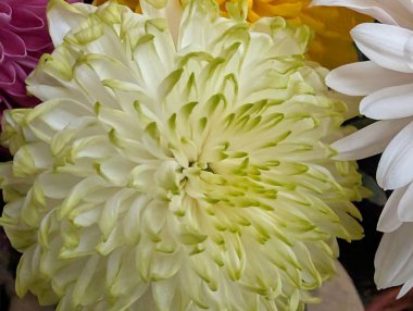 Yeşil uçlu büyük beyaz çiçeğe yakın çekim