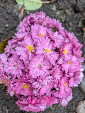 Bahçede açan güzel kasımpatı çiçeklerinin yakın görüntüsü.        