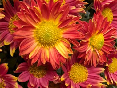 Güzel bir buket çiçeğe yakın, çiçek arkaplanı.           