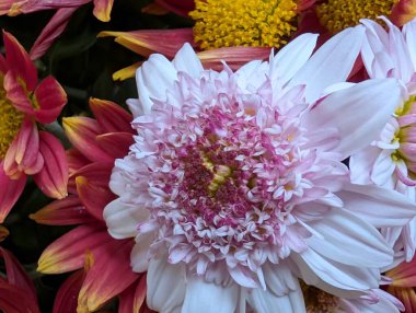 Çarpıcı yakın plan görüntüsü, çiçeğin narin, belirsiz bir bahçeye karşı açtığı karmaşık güzelliği gözler önüne seriyor.