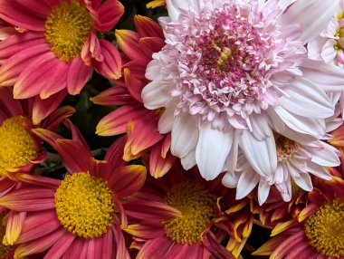 Çarpıcı yakın plan görüntüsü, çiçeğin narin, belirsiz bir bahçeye karşı açtığı karmaşık güzelliği gözler önüne seriyor.