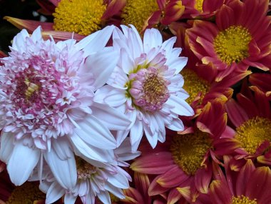 Çarpıcı yakın plan görüntüsü, çiçeğin narin, belirsiz bir bahçeye karşı açtığı karmaşık güzelliği gözler önüne seriyor.