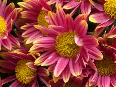 Çarpıcı yakın plan görüntüsü, çiçeğin narin, belirsiz bir bahçeye karşı açtığı karmaşık güzelliği gözler önüne seriyor.