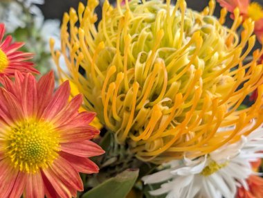 Çarpıcı yakın plan görüntüsü, çiçeğin narin, belirsiz bir bahçeye karşı açtığı karmaşık güzelliği gözler önüne seriyor.