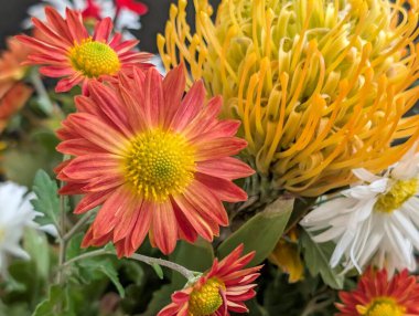 Çarpıcı yakın plan görüntüsü, çiçeğin narin, belirsiz bir bahçeye karşı açtığı karmaşık güzelliği gözler önüne seriyor.