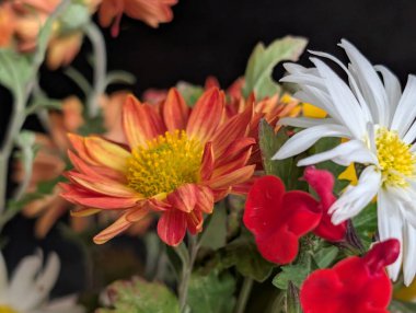 Çarpıcı yakın plan görüntüsü, çiçeğin narin, belirsiz bir bahçeye karşı açtığı karmaşık güzelliği gözler önüne seriyor.