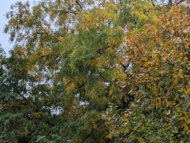 Dallarda sonbahar yaprakları, sonbahar bitkileri           