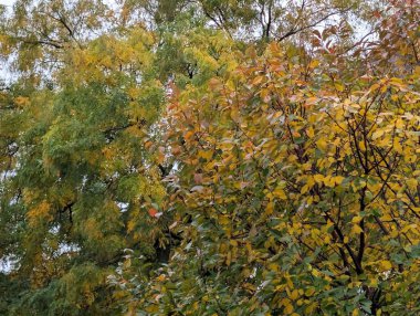 Dallarda sonbahar yaprakları, sonbahar bitkileri           