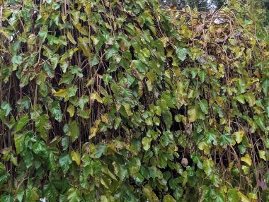 Sonbahar yaprakları, sonbahar bitkileri 