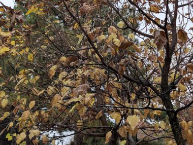 Sonbahar yaprakları, sonbahar bitkileri 