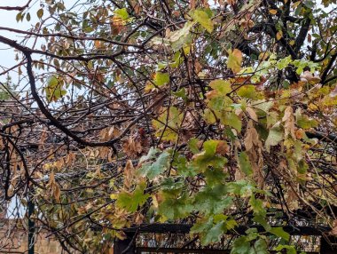 Dallarda sonbahar yaprakları, sonbahar bitkileri           