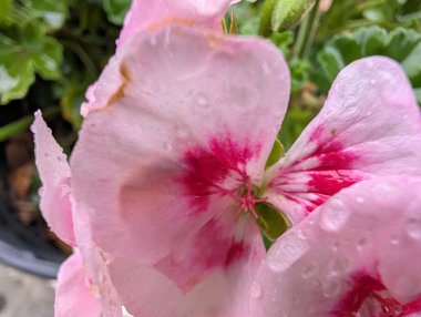 Bulanık bahçedeki çiçeklerin güzel çiçeklerinin yakın plan çekimi.