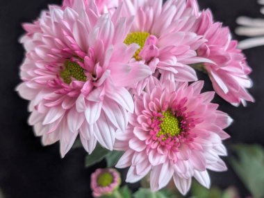 Bulanık bahçedeki çiçeklerin güzel çiçeklerinin yakın plan çekimi.