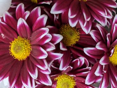 Bulanık bahçedeki çiçeklerin güzel çiçeklerinin yakın plan çekimi.