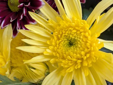 Bulanık bahçedeki çiçeklerin güzel çiçeklerinin yakın plan çekimi.