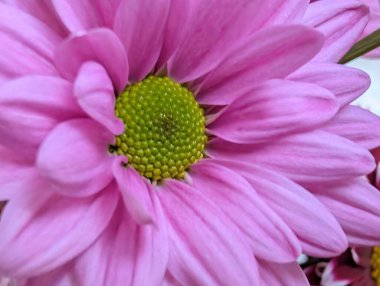 Bulanık bahçedeki çiçeklerin güzel çiçeklerinin yakın plan çekimi.