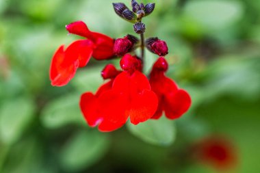 Bulanık bahçedeki çiçeklerin güzel çiçeklerinin yakın plan çekimi.
