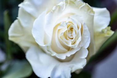 Bulanık bahçedeki çiçeklerin güzel çiçeklerinin yakın plan çekimi.