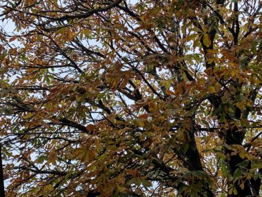 Güzel sonbahar ormanı, sonbahar bitkisi 