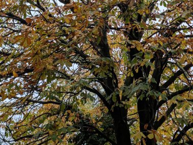 Güzel sonbahar ormanı, sonbahar bitkisi 
