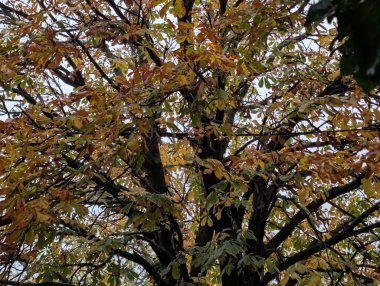 Güzel sonbahar ormanı, sonbahar bitkisi 