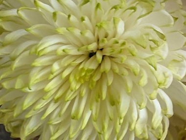 Bulanık bahçedeki çiçeklerin güzel çiçeklerinin yakın plan çekimi.