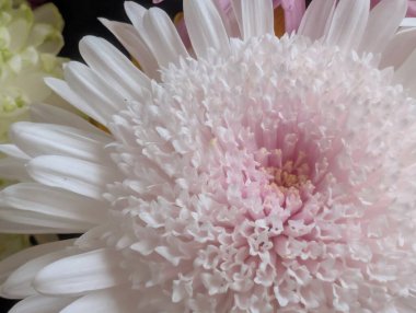 Bulanık bahçedeki çiçeklerin güzel çiçeklerinin yakın plan çekimi.