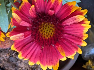 Bulanık bahçedeki çiçeklerin güzel çiçeklerinin yakın plan çekimi.