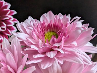 Canlı yapraklar kadife gibi bir dokuyu, derin bir karanlık tarafından güzelce çerçevelenmiş bir şekilde sergiler..