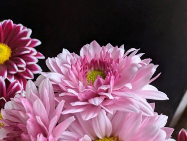 Canlı yapraklar kadife gibi bir dokuyu, derin bir karanlık tarafından güzelce çerçevelenmiş bir şekilde sergiler..