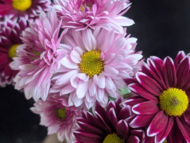 Canlı yapraklar kadife gibi bir dokuyu, derin bir karanlık tarafından güzelce çerçevelenmiş bir şekilde sergiler..