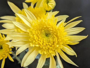 Canlı yapraklar kadife gibi bir dokuyu, derin bir karanlık tarafından güzelce çerçevelenmiş bir şekilde sergiler..